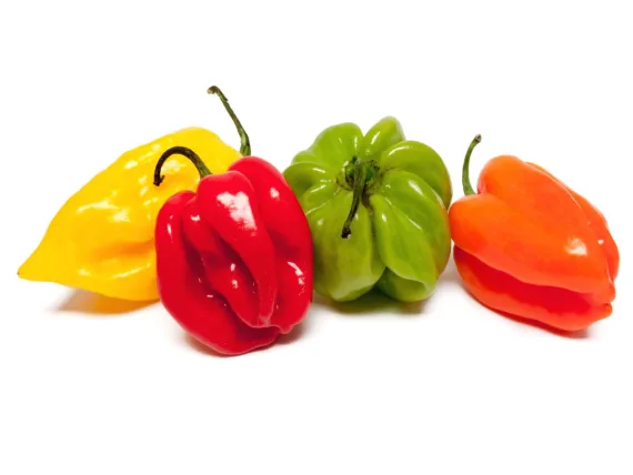 Spicy hot pepper, Afritibi