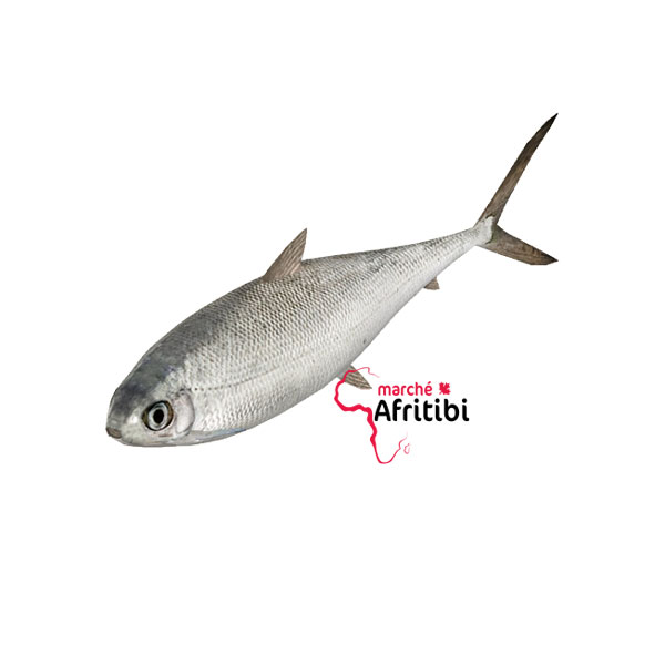 Poisson Milkfish, Afritibi