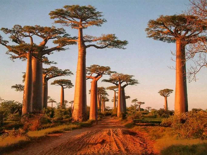 Baobab, Afritibi
