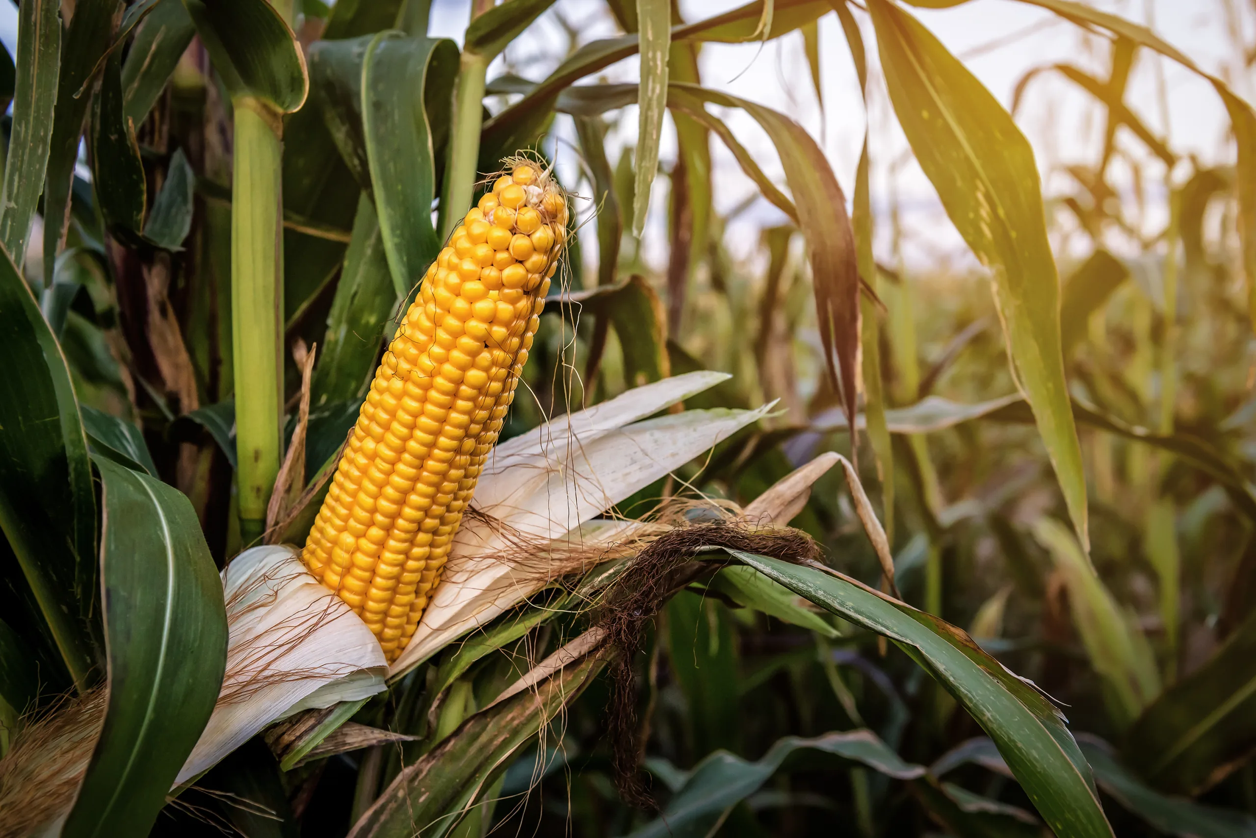 Corn, Afritibi