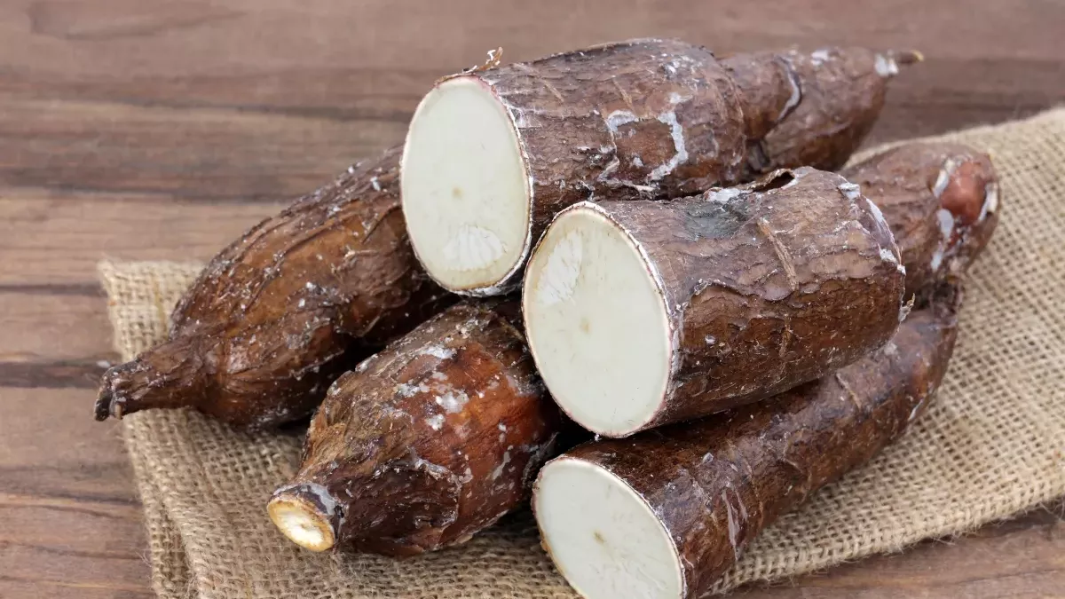 Cassava, Afritibi